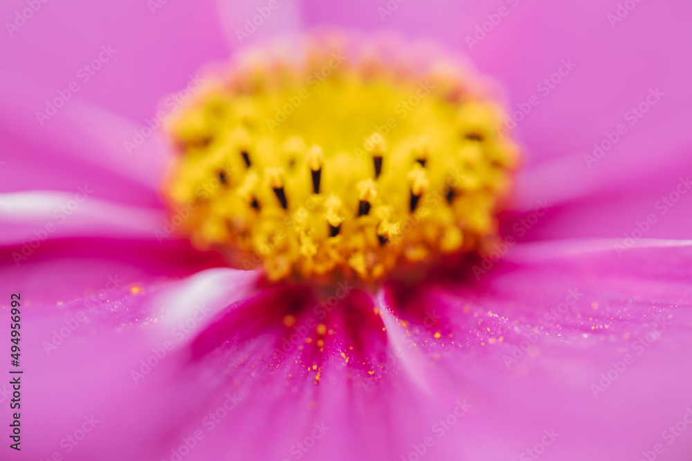 Pink Cosmo Flower Pink Cosmo Flower