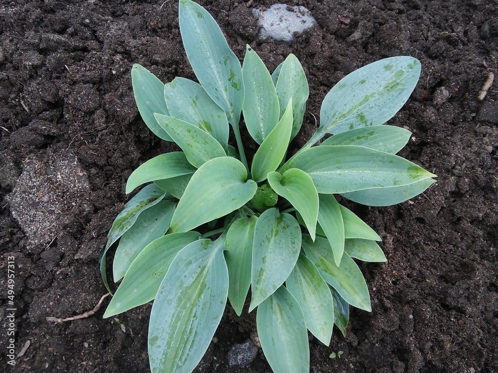 Hosta with blue waxy long leaves. Hosta Canadian Blue. Floral Desktop