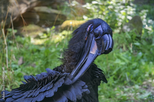 Closeup of a ground hornbill grooming itself photo