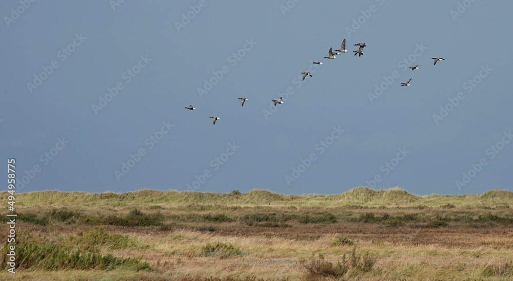 A small flock of brent geese in flight over the sand dunes in Norfolk, UK. 