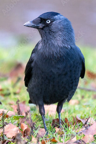 Vertical shot of a black jackdaw photo