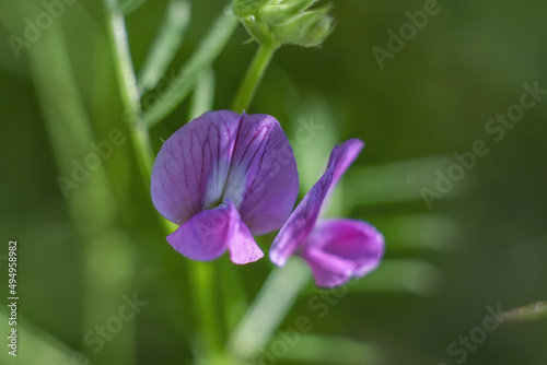 Quadro su tela Soft focus of purple vetch flowers at a garden