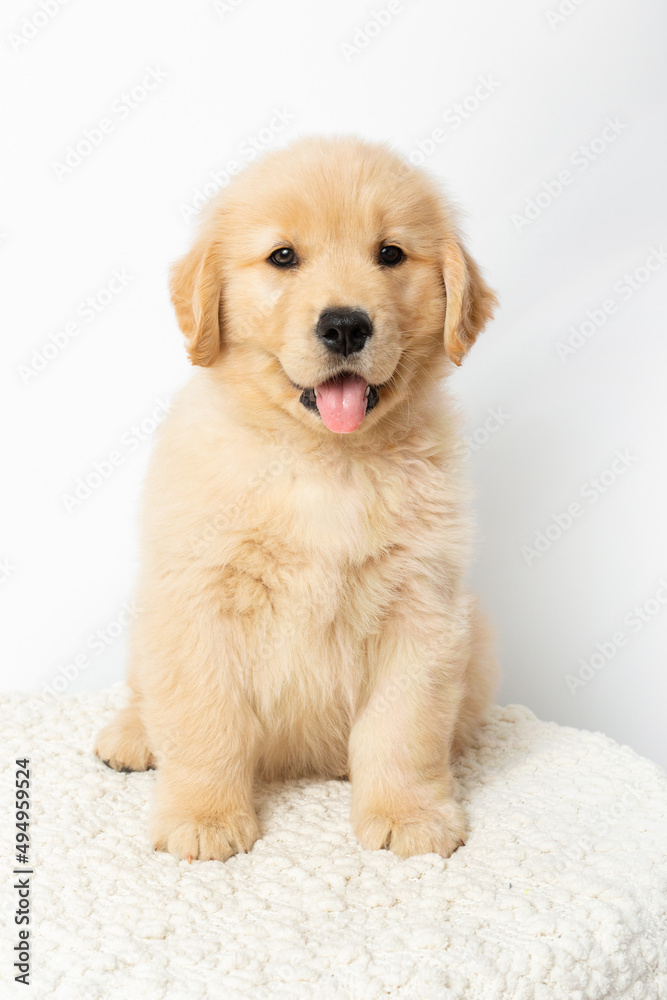 Golden Retriever Best in Show Puppy Portrait Smiling with Toys Golden Retriever Best in Show Puppy Portrait Smiling with Toys