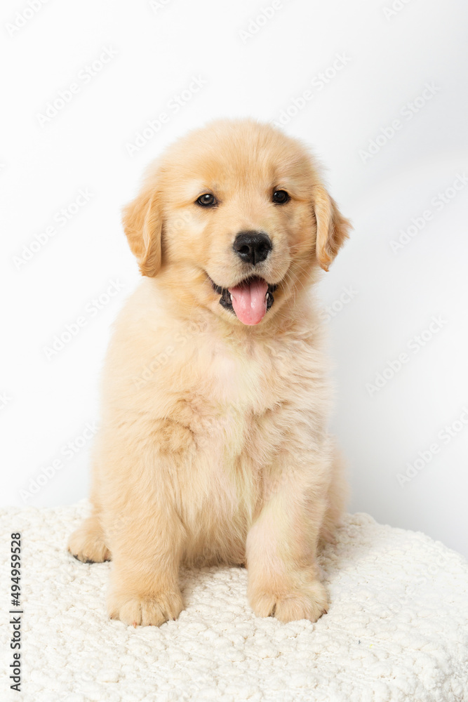 Golden Retriever Best in Show Puppy Portrait Smiling with Toys