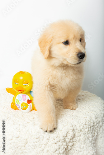 Fototapeta Naklejka Na Ścianę i Meble -  Golden Retriever Best in Show Puppy Portrait Smiling with Toys