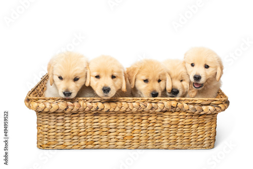 Litter of Furry Golden Retriever Puppies Sitting in Basket Posing, Playing