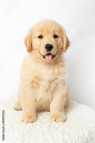 Golden Retriever Best in Show Puppy Portrait Smiling with Toys