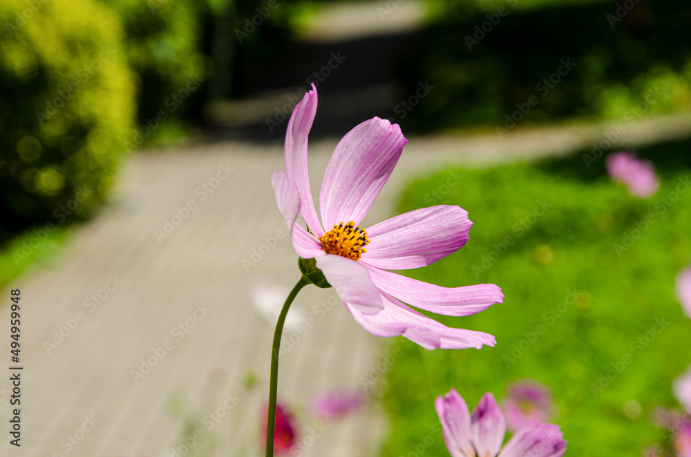 pink cosmos flower in the garden pink cosmos flower in the garden
