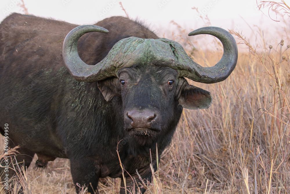 Cape Buffalo Bull, South Africa