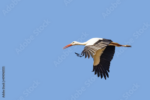 White stork (Ciconia ciconia) in fly