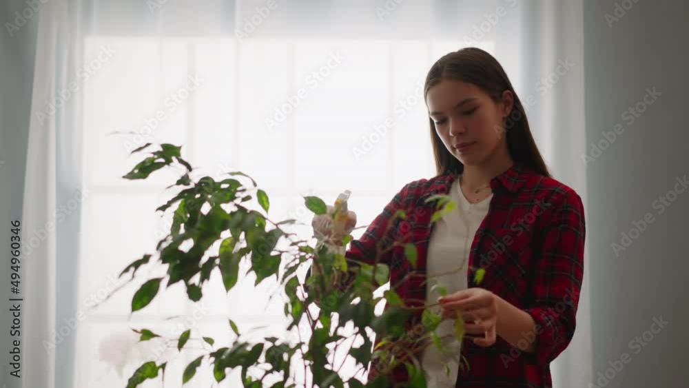 Happy young woman sprays large old ficus against window at home slow motion. Taking care of exotic houseplant. Domestic garden cultivation Happy young woman sprays large old ficus against window at home slow motion. Taking care of exotic houseplant. Domestic garden cultivation