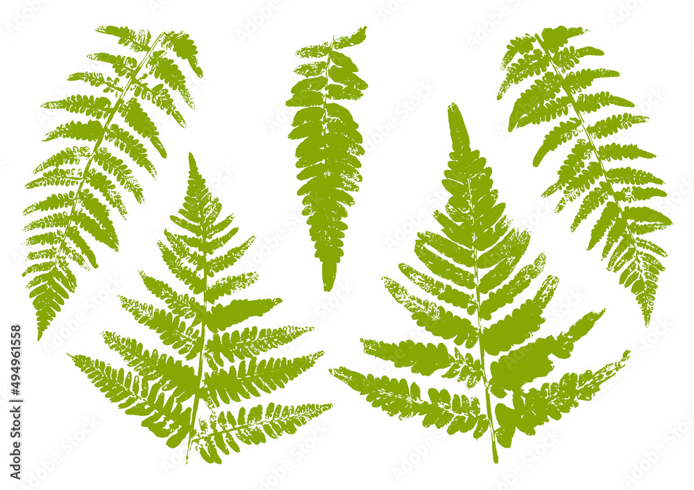 Set of fern leaves paint print isolated on white Set of fern leaves paint print isolated on white
