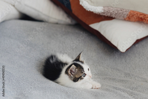 Fototapeta Naklejka Na Ścianę i Meble -  Cute little kitten sitting on soft bed. Portrait of adorable curious grey and white kitty on blanket