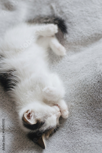 Cute little kitten lying on soft bed and grooming. Adorable kitty licking and cleaning on blanket