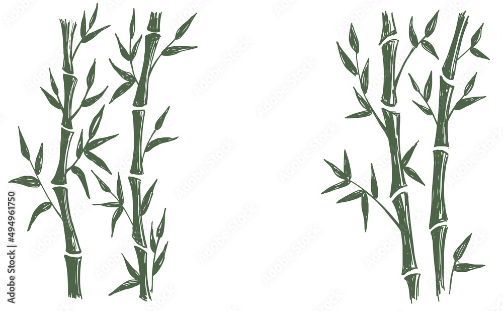 Naklejka premium Bamboo tree. Hand drawn style. Vector illustrations. 
