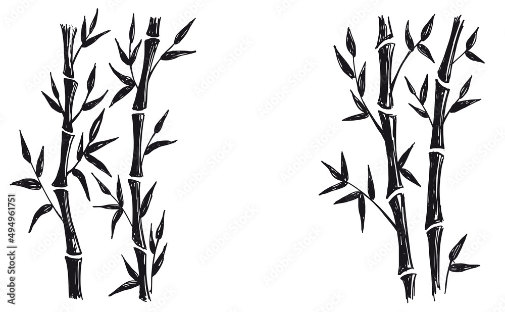 Obraz premium Bamboo tree. Hand drawn style. Vector illustrations. 