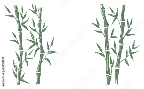 Bamboo tree. Hand drawn style. Vector illustrations.  