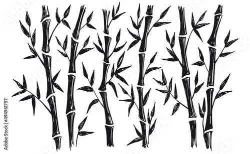 Bamboo tree. Hand drawn style. Vector illustrations.  