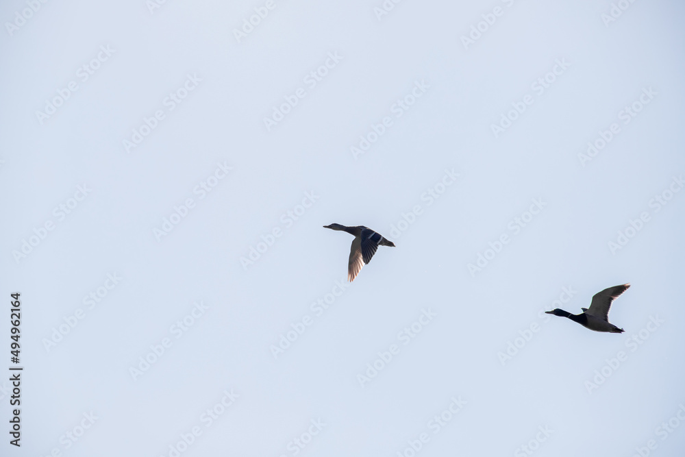 Migration of wild ducks in spring, two ducks in flight against the blue sky.