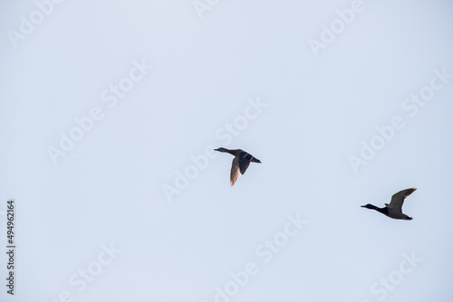 Migration of wild ducks in spring  two ducks in flight against the blue sky.