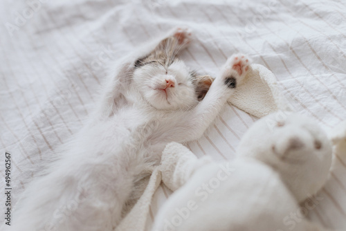 Cute little kitten sleeping on soft bed with bunny toy. Adorable tired kitty taking nap on cozy bed photo