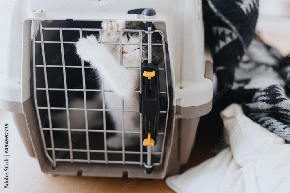 Cute little kitten trapped in carrier box. Sad kitty cry in transportation cage. Vet clinic checkup Cute little kitten trapped in carrier box. Sad kitty cry in transportation cage. Vet clinic checkup