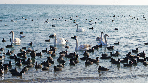 Swans and ducks with black feathers sitting on the water in the sea on a winter sunny day © Vira
