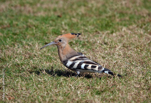 A close-up shot of a hoopoe perching on the grass in Dubai, UAE.  © Nigel