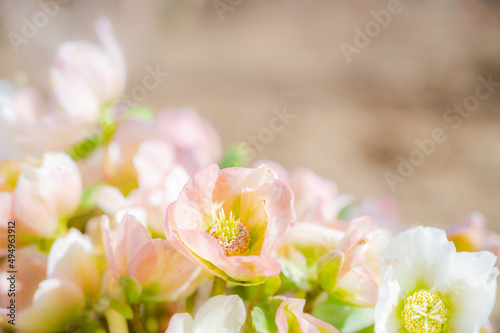 春に咲くクリスマスローズ