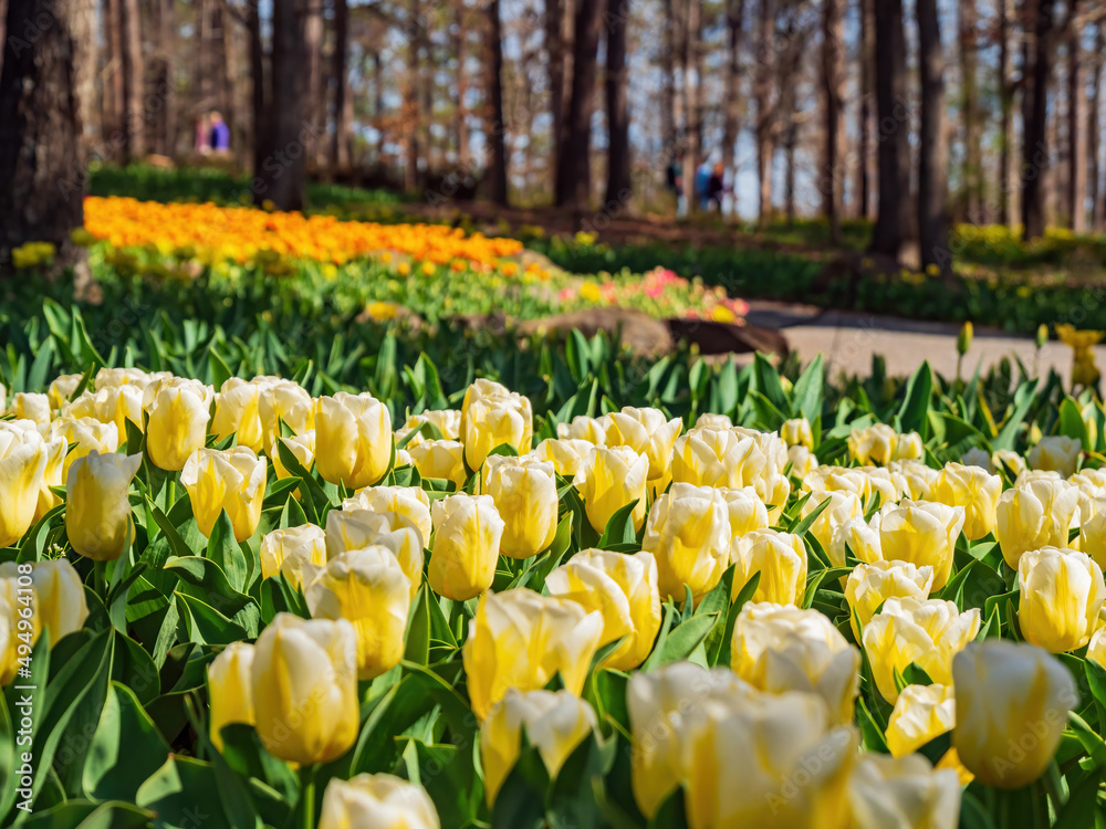 Close up shot of many tulips blossom