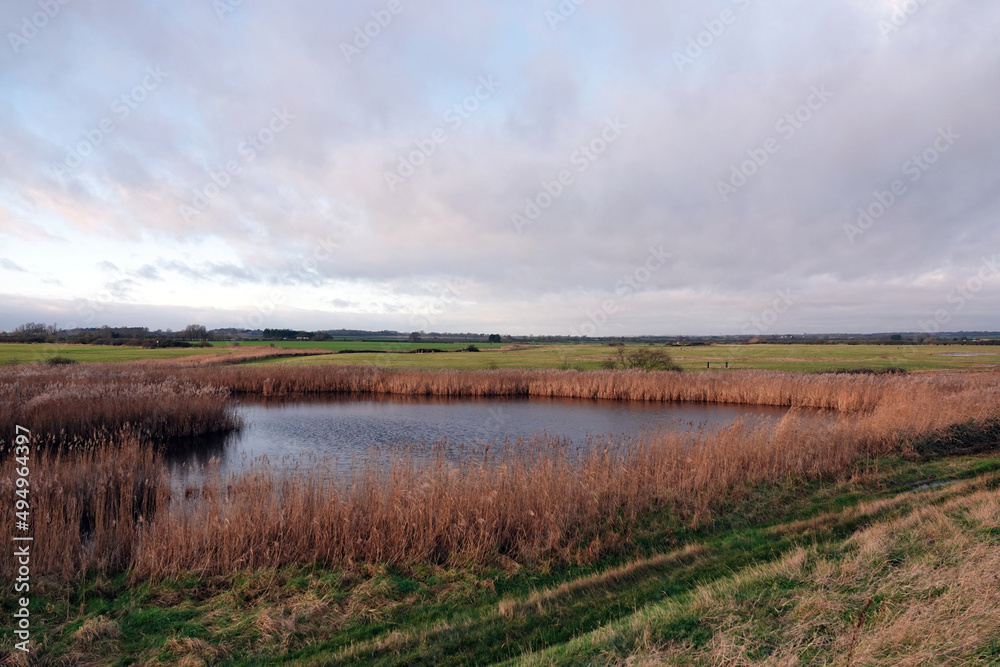 A beautiful scenic view of a reedbed surrounding a lake  in the Essex countryside, UK. 