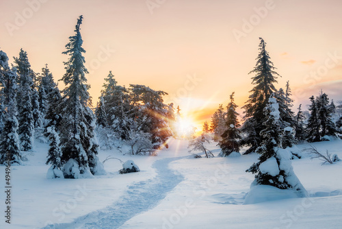 Walking path through the winter forest. Landscape with winter polar forest and bright sunbeams. Sunrise, sunset in beautiful snowy forest. Alley in the winter forest at dawn.