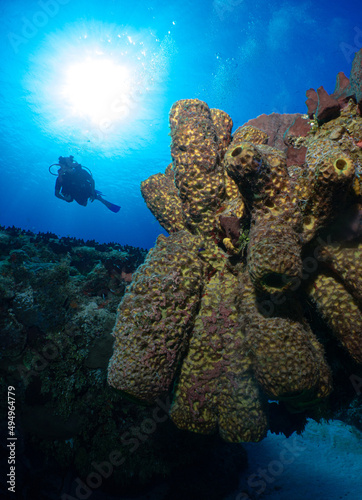 Vertical shot of a demosponge and a diver on a background photo