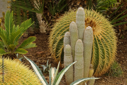 Kaktusy w hiszpańskim ogrodzie photo