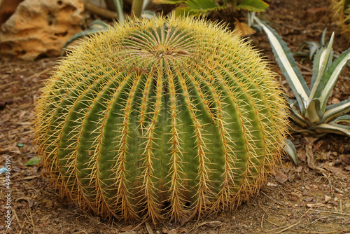 Kaktus w hiszpańskim ogrodzie