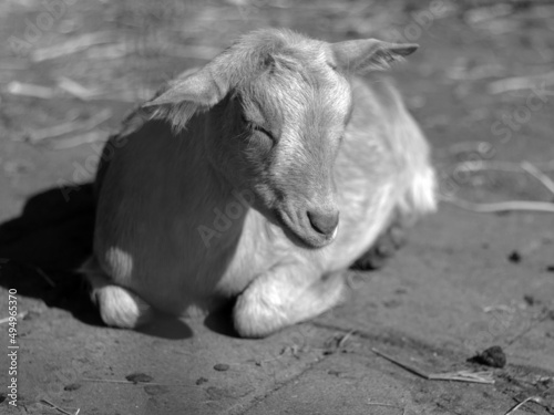 Fotografi Closeup shot of a lam closing his eyes in black and white