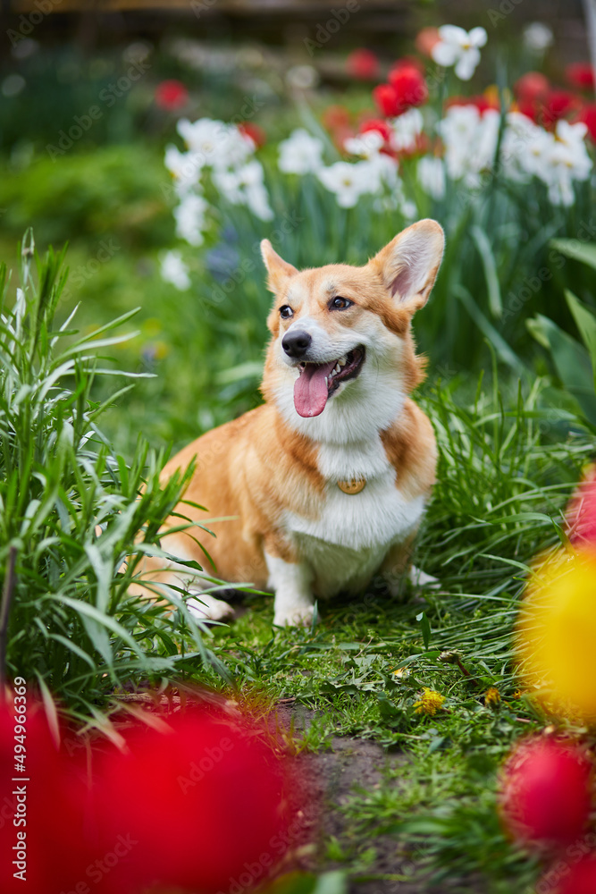 Corgi in spring flowers Corgi in spring flowers