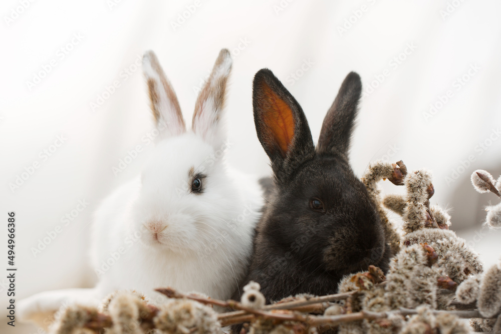 Pair of fluffy rabbits with willow Pair of fluffy rabbits with willow