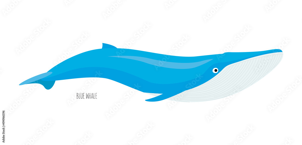Marine animal, whale isolated on white background. underwater inhabitants. Flat vector cartoon Marine animal, whale isolated on white background. underwater inhabitants. Flat vector cartoon