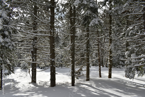 A softwood forest in winter, Sainte-Apolline, Québec, Canada
