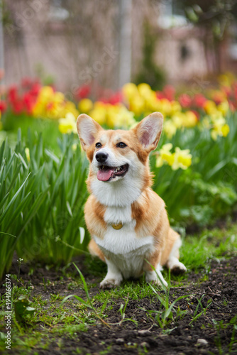 Photography Corgi in spring flowers