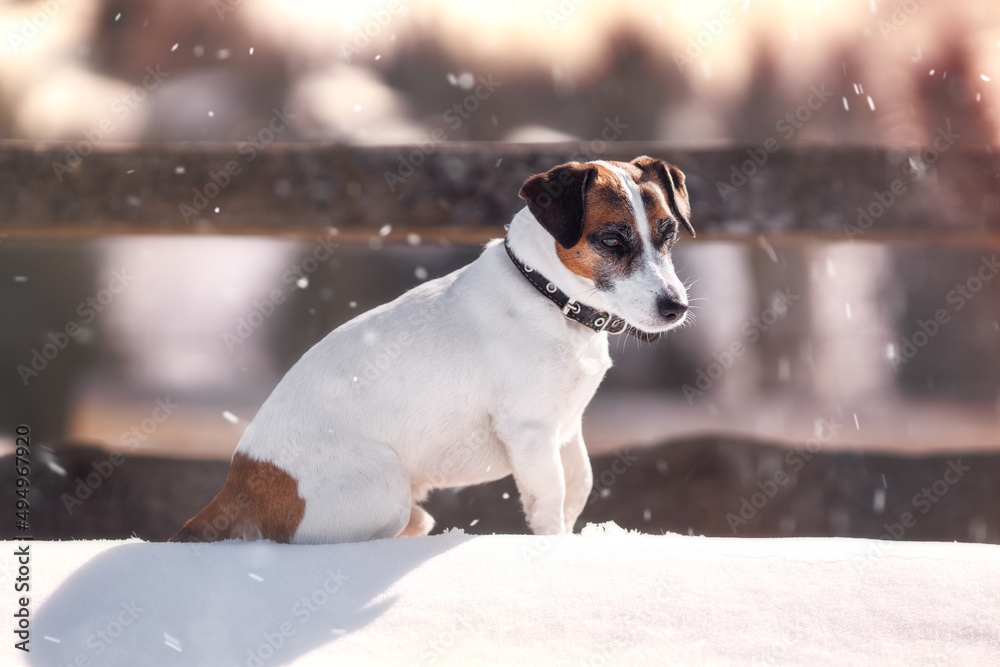 Portrait of Jack russell terrier in winter. Dog is sitting on the snow and looking at camera in sunny frosty day