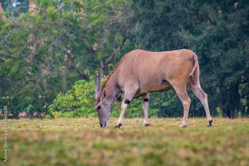 Common Eland Antelope Eating Grass on the Plain Common Eland Antelope Eating Grass on the Plain