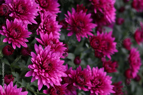 Pink Chrysanthemum soft focus. Close up of chrysanthemum flowers. Flower head. Bouquet of pink autumn Chrysanthemum. Spring flowers. Top view. Texture and background. Floral background. Postcard