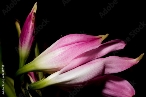 Flor, Lírio do pântano. Planta Maravilhosamente perfumada, Crinum x powellii (Swamp Lily) é uma planta perene bulbosa com umbelas de 8-10, flores grandes, em forma de trombeta, rosa claro.  photo