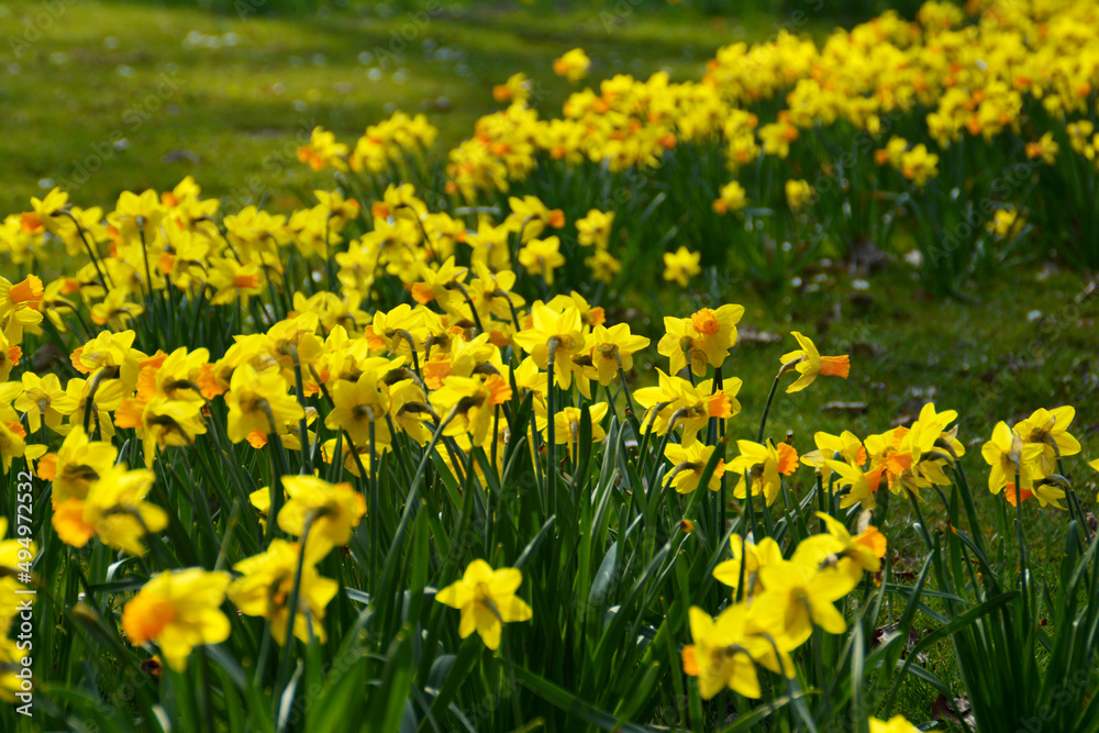 Gelbe Narzissen im Sonnenschein, Frühblüher, Frühlingserwachen Gelbe Narzissen im Sonnenschein, Frühblüher, Frühlingserwachen