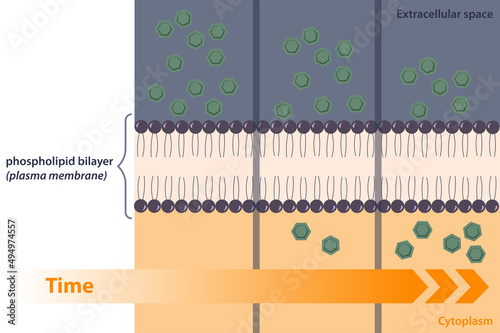 Membrane transport mechanism: simple diffusion down a concentration gradient directly across the phospholipid bilayer