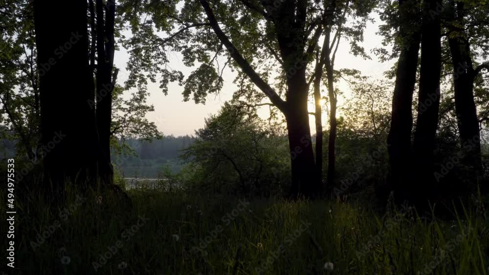 View of the oak grove on the lake at sunset, dolly shot View of the oak grove on the lake at sunset, dolly shot