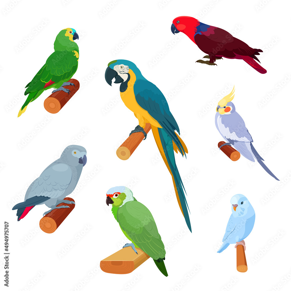 Obraz premium Realistic tropical parrots sitting on branches. African grey parrot, macaw, cockatiel, parakeet, eclectus parrot, amazon parrot. Vector illustration