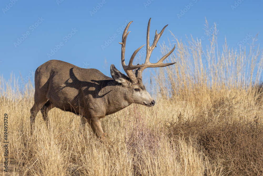 Fototapeta premium Buck Mule Deer in the Rut in Autumn in Colorado